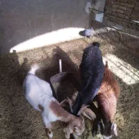 کره ماده چاق|حیوانات مزرعه|یزد, |دیوار