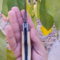 چاقوی بابا قدیمی|کلکسیون اشیاء عتیقه|اهر, |دیوار