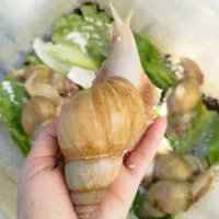 کار در منزل شغل پر در آمد حلزون + آموزش|استخدام صنعتی، فنی، مهندسی|اهر, |دیوار