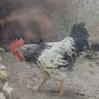 خروس سرحال درشت