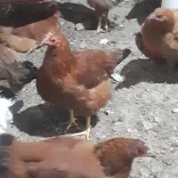 مرغ محلی تخم گذار|حیوانات مزرعه|مرادلو, |دیوار