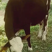 گاو اصیل و 8ماه آبستن