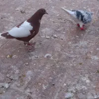 ۶ تا جوجه رنگی|پرنده|کاشمر, |دیوار