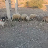 بز و بره|حیوانات مزرعه|میناب, |دیوار