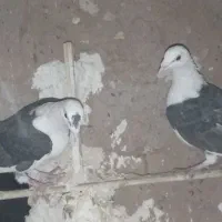 کبوتر|پرنده|تربت جام, کشتارگاه|دیوار