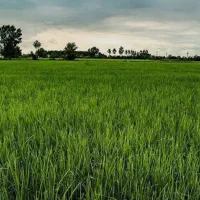 شالیزار برنج یک هکتار کنار جاده آسفالت مدارک کامل