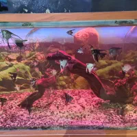 اکواریوم ماهی اب شور دیسکس ابشور انجل گوپی|ماهی|شیراز, سیاه سنگ|دیوار