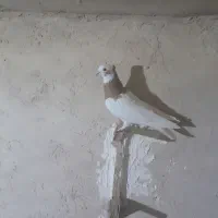 فروش چند کبوتر خوب|پرنده|مرودشت, کناره|دیوار