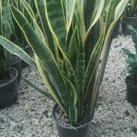 سانسوریا ابلغ سطل ۷ پر|گل و گیاه طبیعی|خمینیشهر, |دیوار