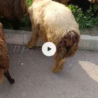 بر نر|حیوانات مزرعه|اهواز, کیان اباد|دیوار