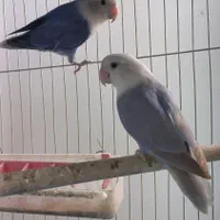 کوتوله برزیلی مولد اوپال زرد،بنفش،‌کوتوله دستی