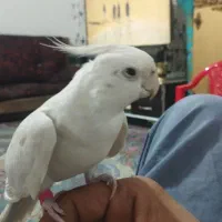 آلبینو نر سخنگو رام|پرنده|سراوان, |دیوار