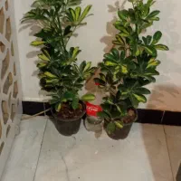 تلفن نیست