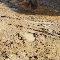 2عدد مرغ محلی|حیوانات مزرعه|تکاب, |دیوار