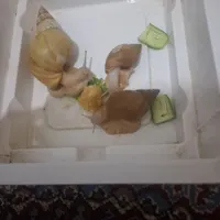 حلزون البینو