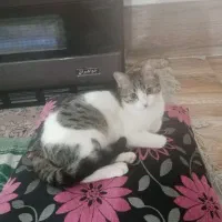 واگذاری گربه