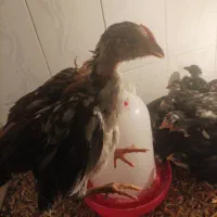 ۳ عدد نیمچه 45 روزه گلین لری