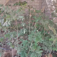 نهال سه ساله گردو گرمسیری پکان