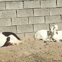 شاه بز گلابی کاموری استثنایی|حیوانات مزرعه|مشهد, بهشت|دیوار