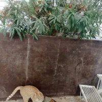 کفی مبلی نیسان