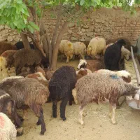 گوسفند زنده|حیوانات مزرعه|تهران, بریانک|دیوار