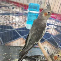 عروس پاریس هلندی جفت|پرنده|سوسنگرد, |دیوار