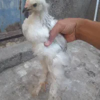 مرغ لاری با ۵ تا جوجه ۴۰ روز برهما