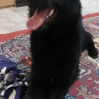 سگ پیدا شده