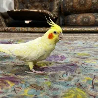 عروس هلندی لوتینو زعفرانی