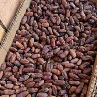 خرما دیری|حراج|اهواز, اهواز|دیوار
