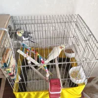 ۵ تا عروس هلندی خاکستری نر و زرد ماده