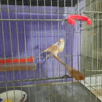 قناری موزاییکی اورجینال|پرنده|مشگین شهر, |دیوار