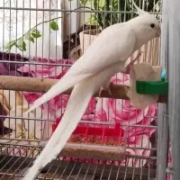 عروس هلندی البینو سخنگو فول رام