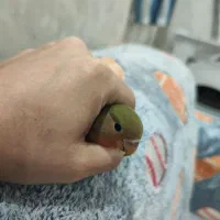 طوطی برزیلی ۴ ماهه دستی باقفس