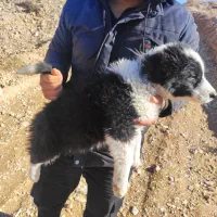 سگ قدرجونی سگ