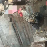 سلام خروس