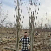 درخت یا نهال سریع الرشد صنوبر ترکیه نیگرا