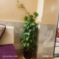 گارد شیائومی ردمی نت۱۱|لوازم جانبی موبایل و تبلت|بیرجند, |دیوار