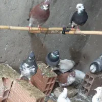 غریب گیری|پرنده|قائمشهر, |دیوار