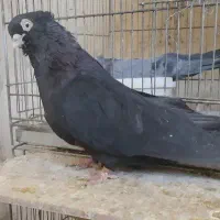طوقی.زاغ ابادانی.سبز ابادانی