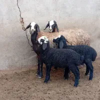دو راس میش اصیل شال بره  دار