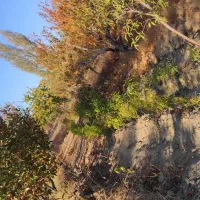 باغ و باغچه الوان در روستای حصار سپرغان|فروش زمین و ملک کلنگی|نوشین شهر, |دیوار