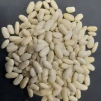 لوبیا سفید سورتی|خوردنی و آشامیدنی|کاشان, ملا حبیب‌الله شریف|دیوار