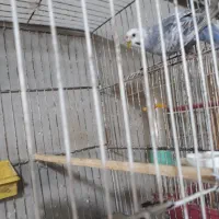 مرغ عشق جوان|پرنده|رشت, کوی عرفان|دیوار