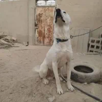 سگ سرابی اصیل یساله|سگ|اشکنان, |دیوار