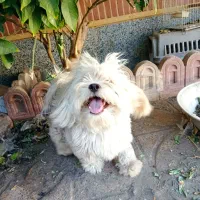 سگ نژاد شیتزو