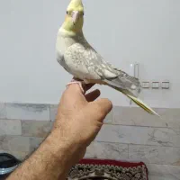 چهار عدد عروس هلندی دستی|پرنده|قم, امامزاده ابراهیم|دیوار