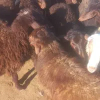 بره  نر  پایه پروار|حیوانات مزرعه|کوهدشت, |دیوار