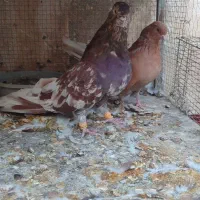 سرور بلند|پرنده|پیر بکران, |دیوار