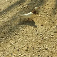 کبوتر|پرنده|لامرد, |دیوار